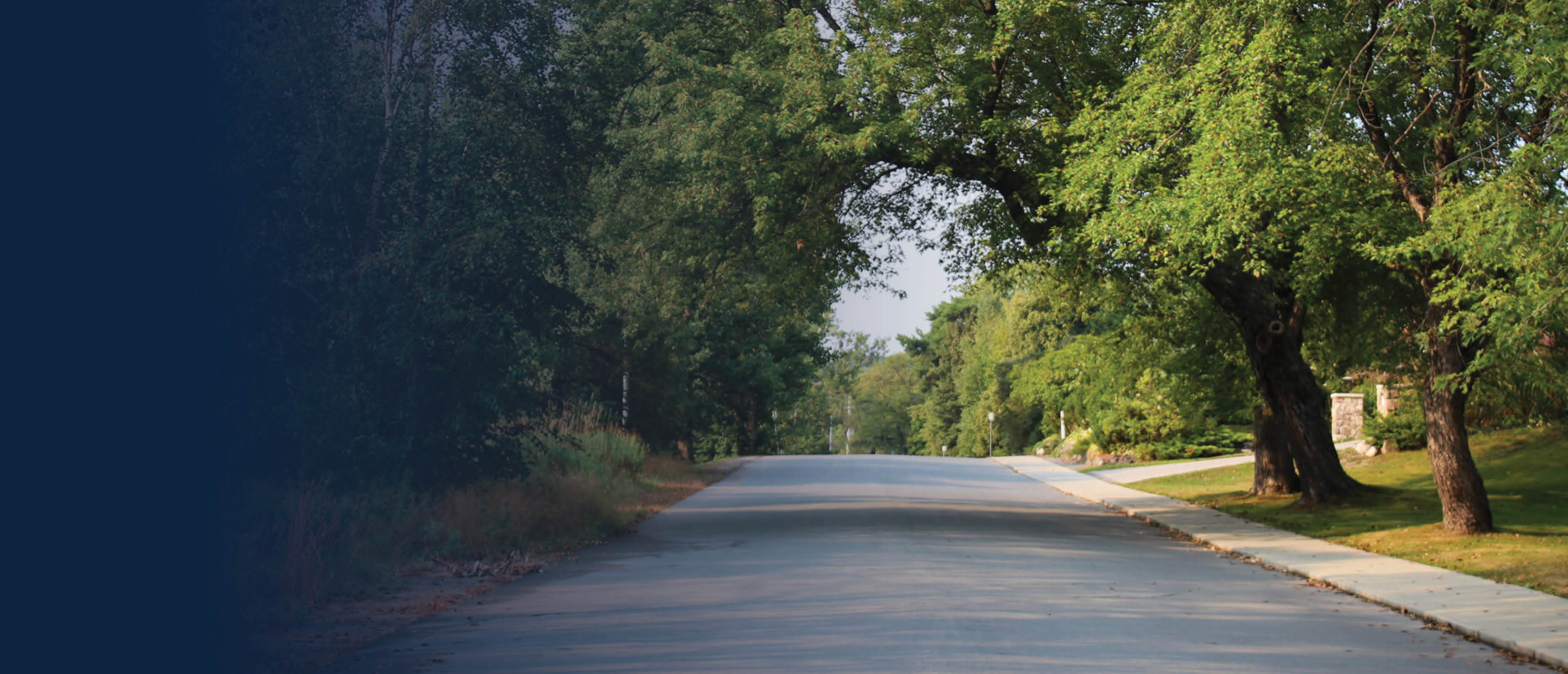 Tree-lined street