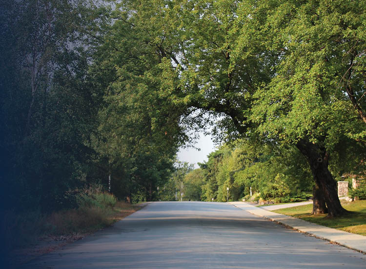 Tree-lined street